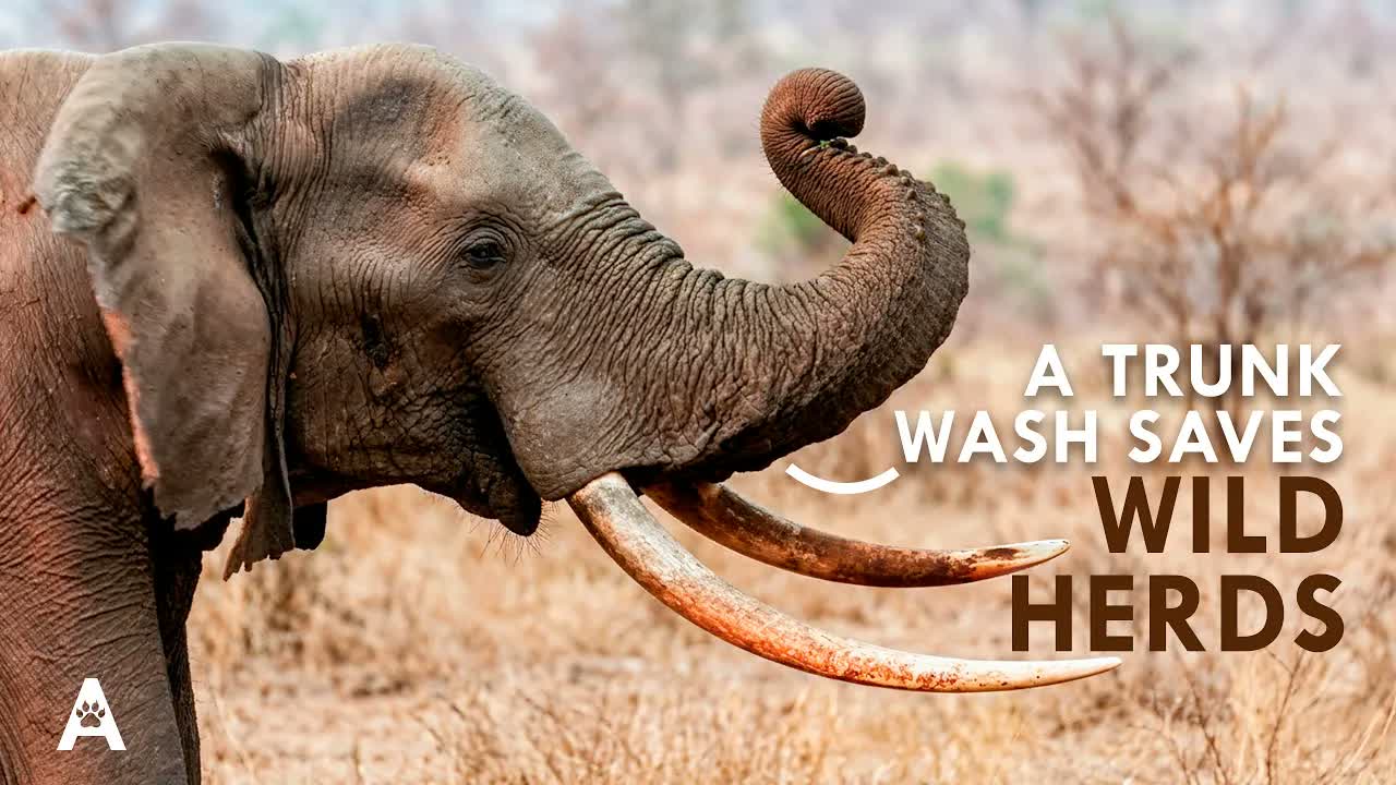 How a Zoo Elephant's Trunk Wash Helps Wild Elephants Survive