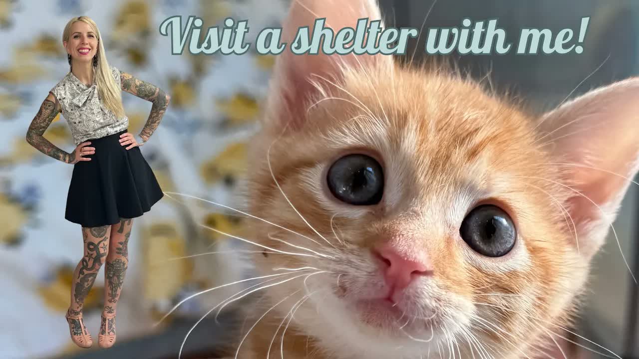 Visit a Shelter with Kitten Lady and Cat's Pride!