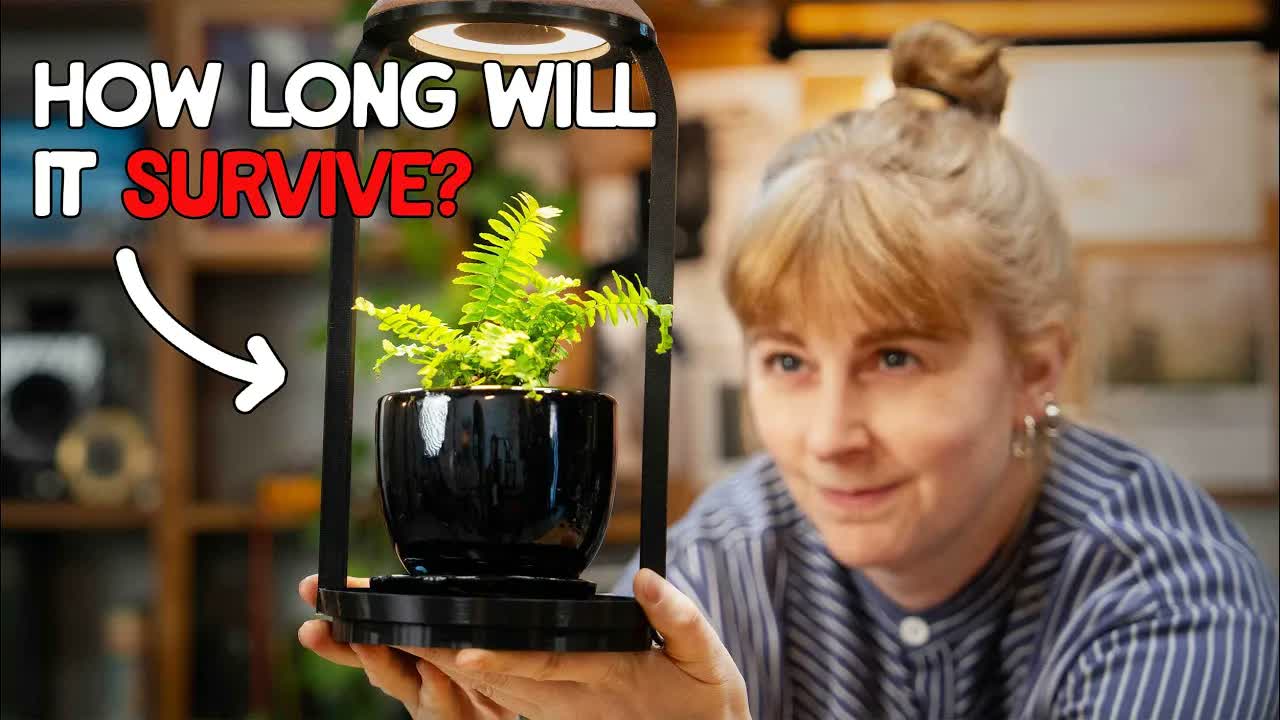 This plant will die if I'm on my phone too much