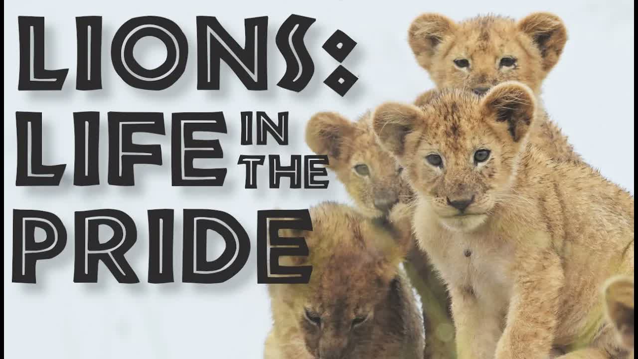 Lions: Life in the Pride - the Social Structure of the Lion Family - FreeSchool