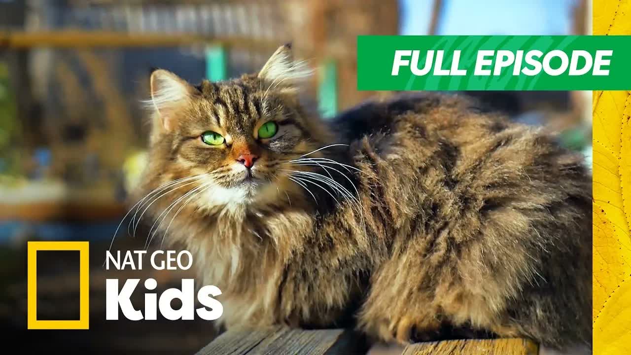 Super Awesome Pets | Super Animals Full Episode | Nat Geo Kids