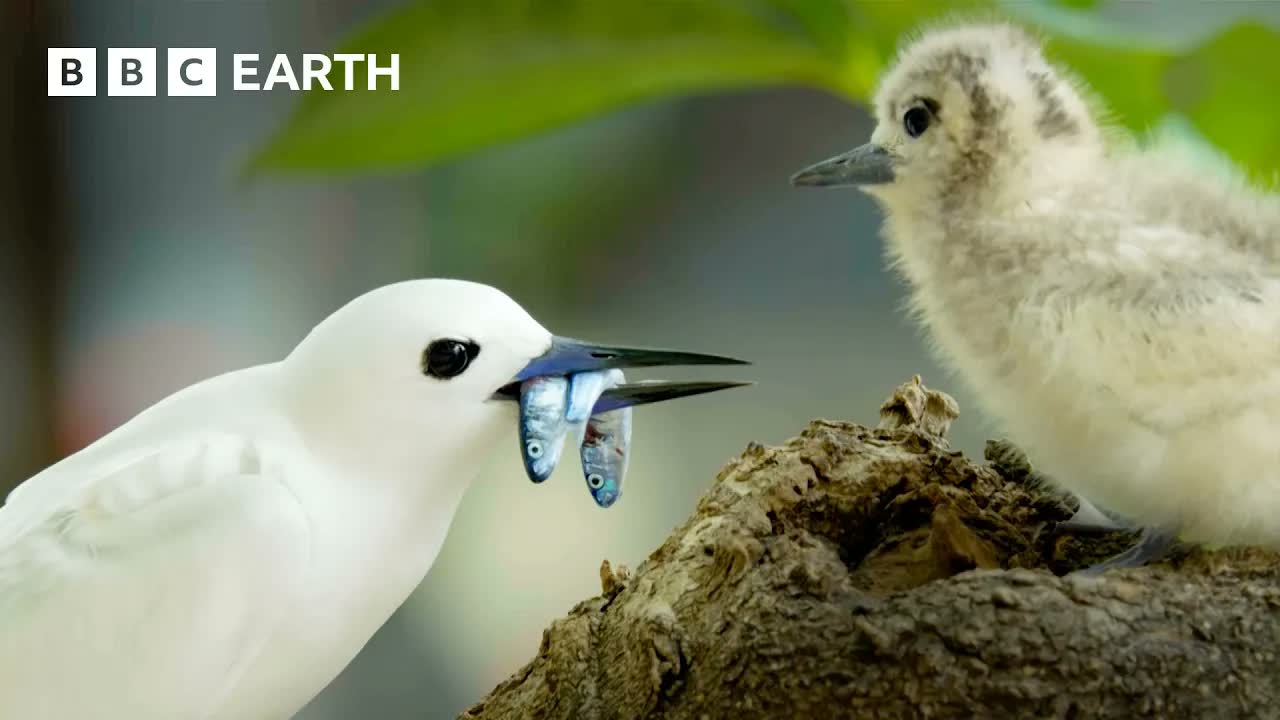 Earth's Spectacular Island Wildlife | BBC Earth