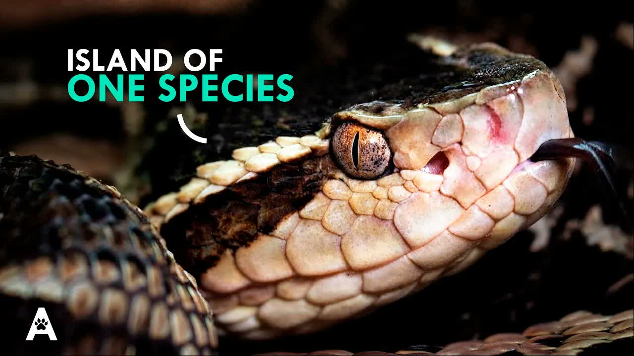 We Went to Snake Island and Never Found the Snake
