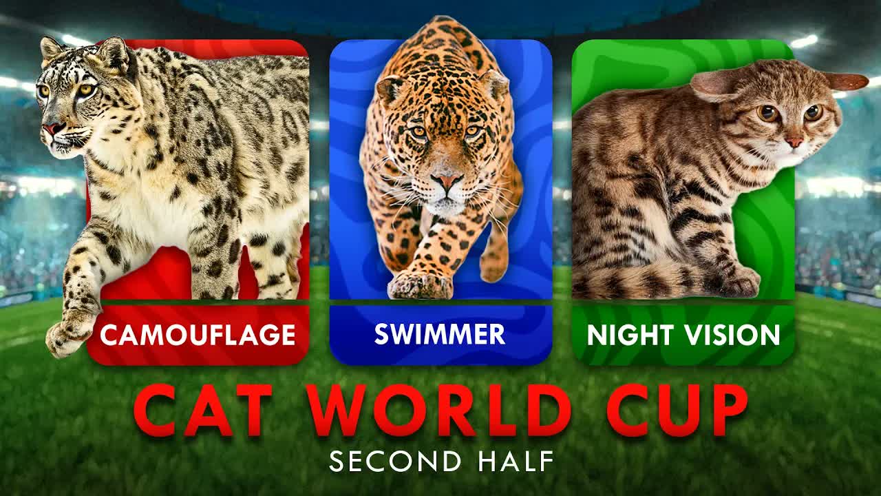Crowning The Greatest Cat On Earth - Finale