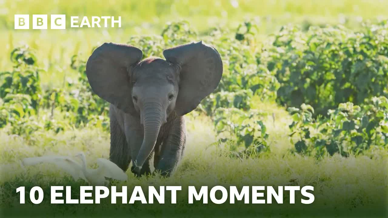 10 Extraordinary Elephant Moments | BBC Earth