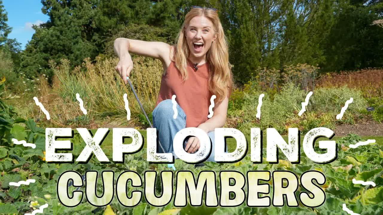 Incredible EXPLODING CUCUMBERS?! | Maddie Moate