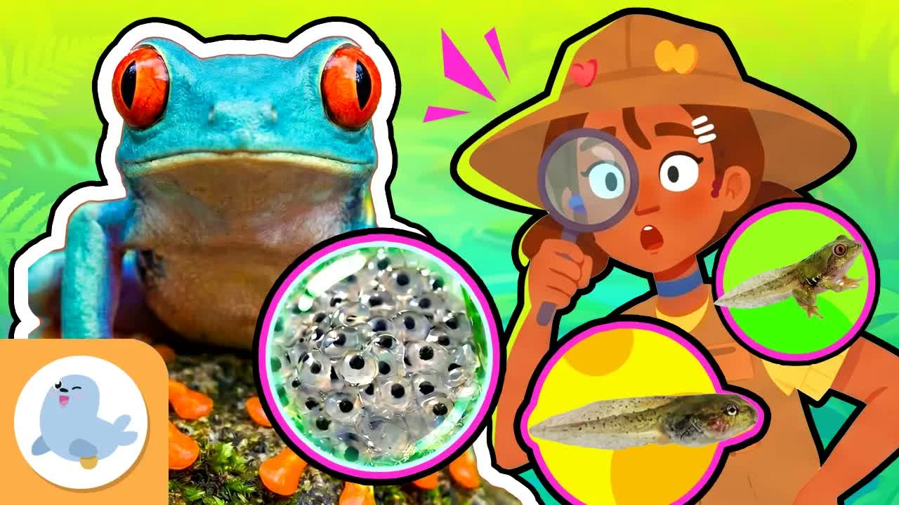 🐸 The FROG and its METAMORPHOSIS 💦 From Tadpole to Adult Frog