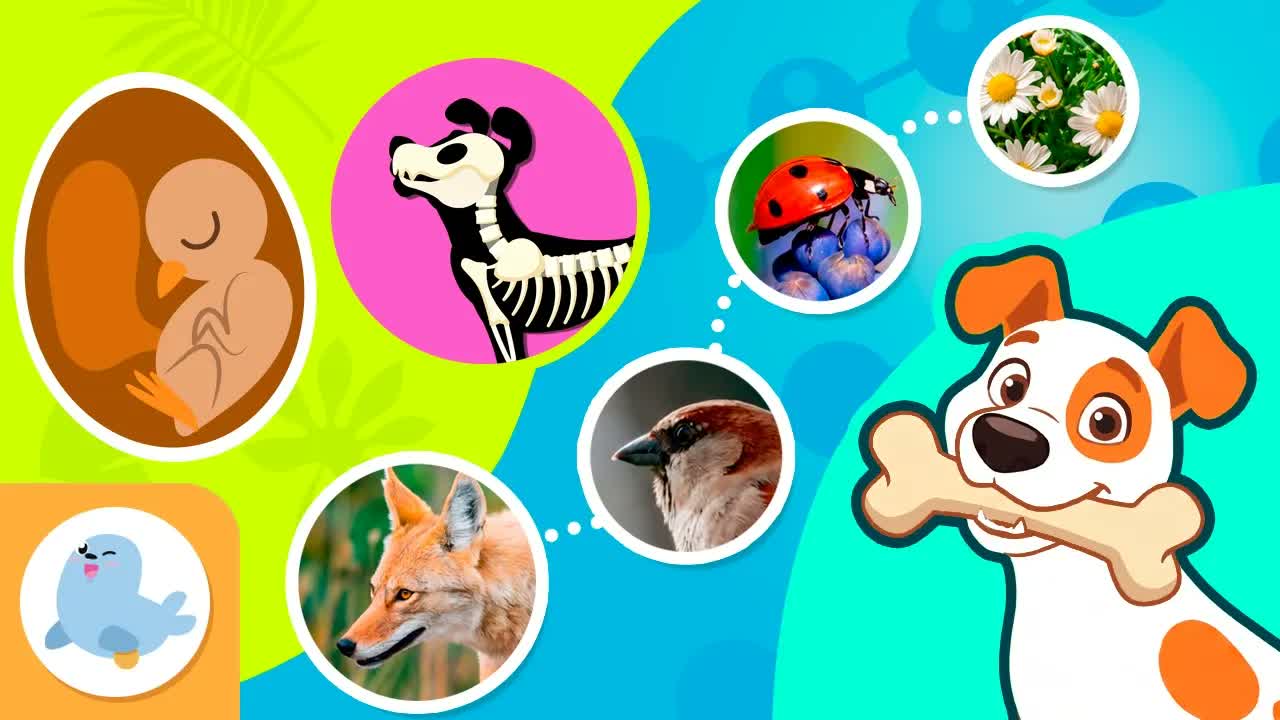 ANIMALS for Kids 🐾 Types, Diet, Reproduction... 🐍🦋