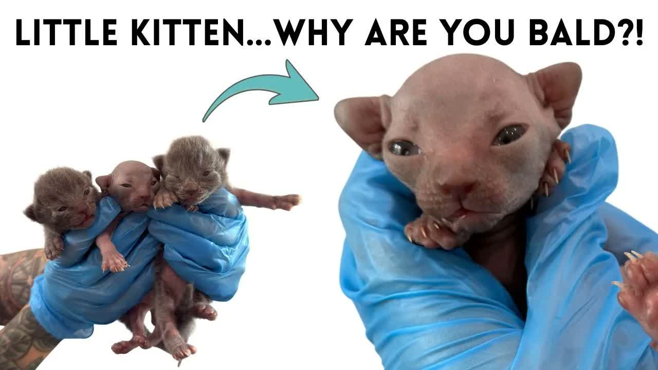 We Rescued a Furry Family...with ONE Hairless Kitten