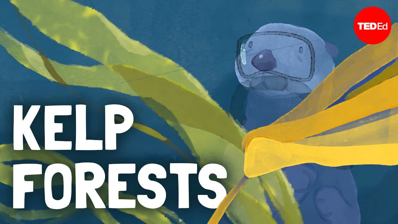 The mystery of the giant kelp forest - Luka Seamus Wright and Salomé Buglass