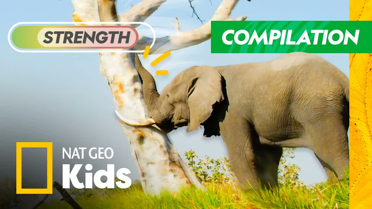 Wildest Animal Superpowers! | Compilation | Nat Geo Kids