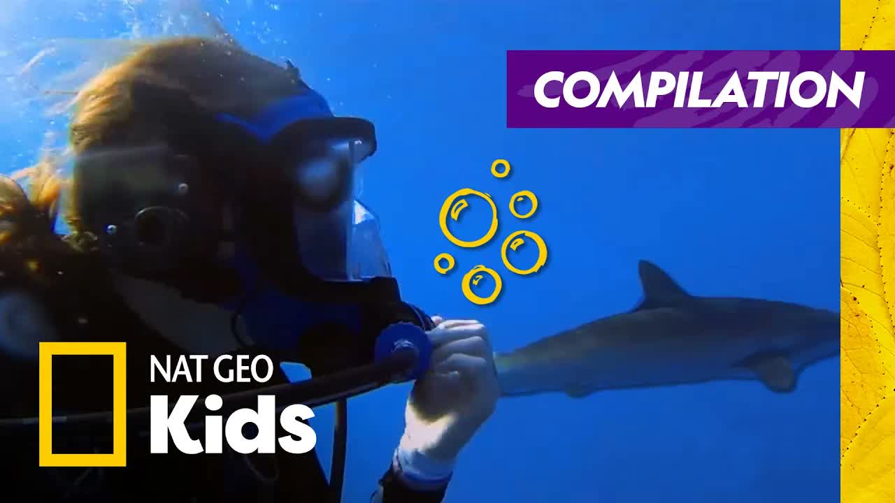 World's Coolest Jobs | Explorer Academy Compilation | Nat Geo Kids