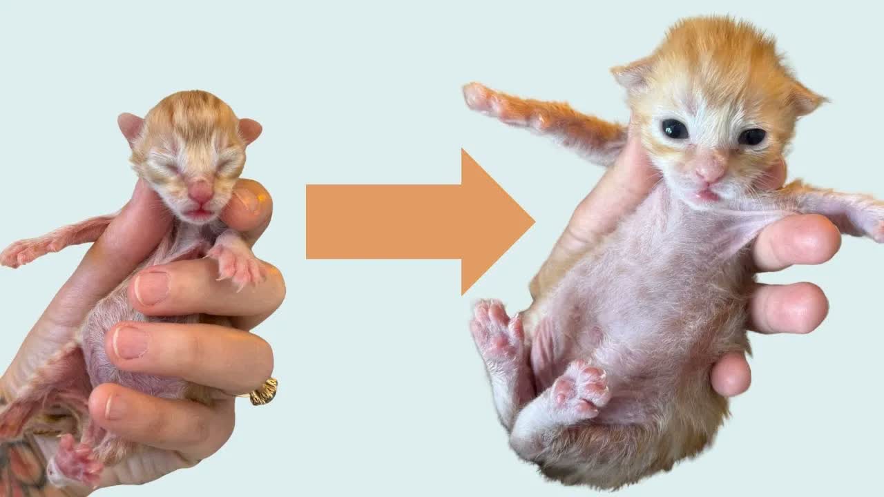 UPDATE: Our Three Little Foster Kittens