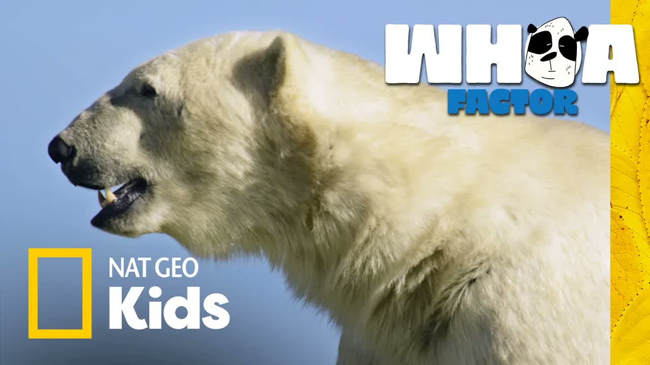 Grizzly vs. Panda vs. Polar Bear! | Whoa Factor | Nat Geo Kids