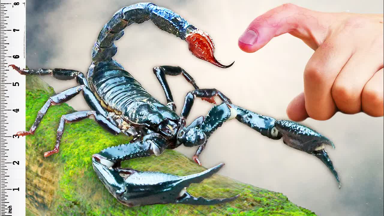 Stung by World’s Biggest Scorpion!