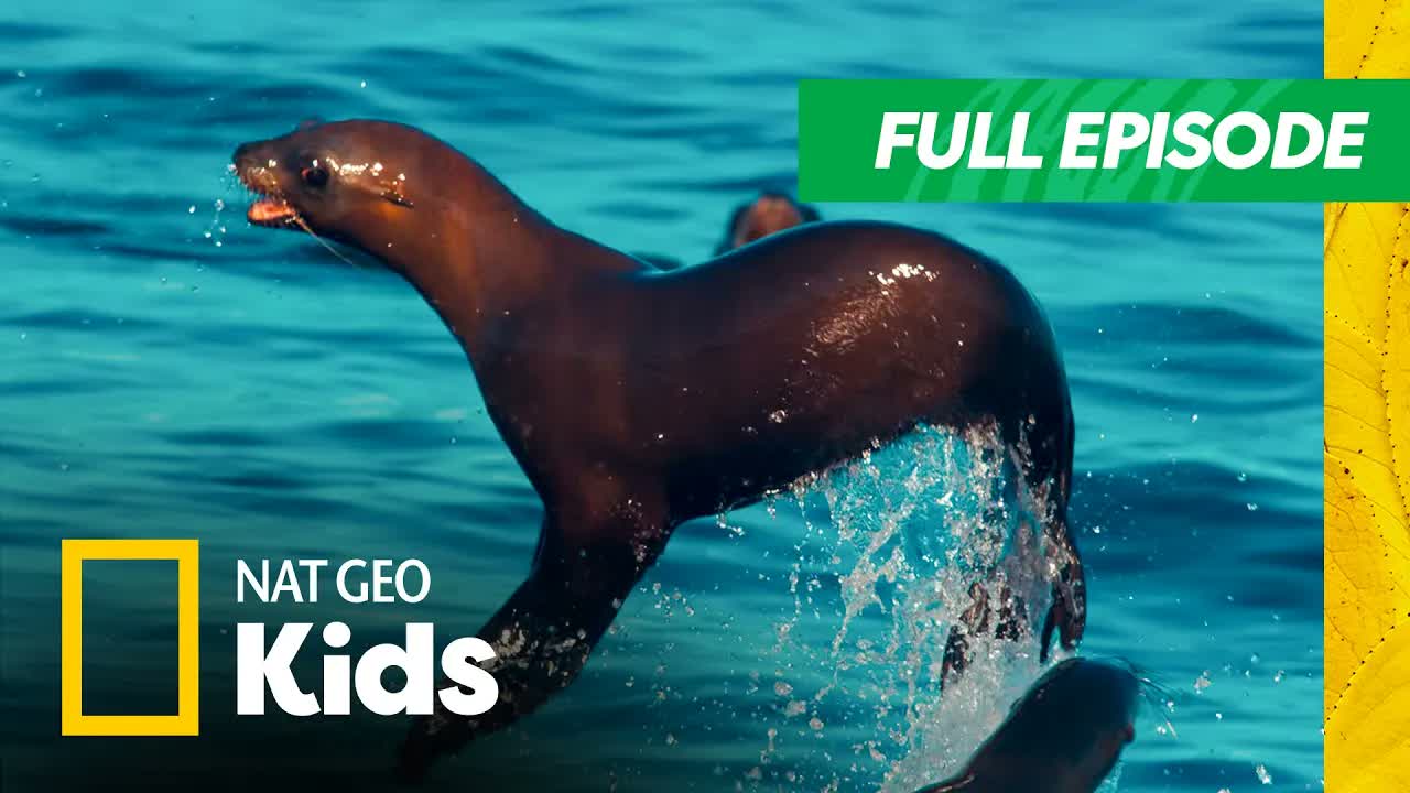 Underwater Animal Adventures! 🌊 | America's National Parks Full Episode | Nat Geo Kids