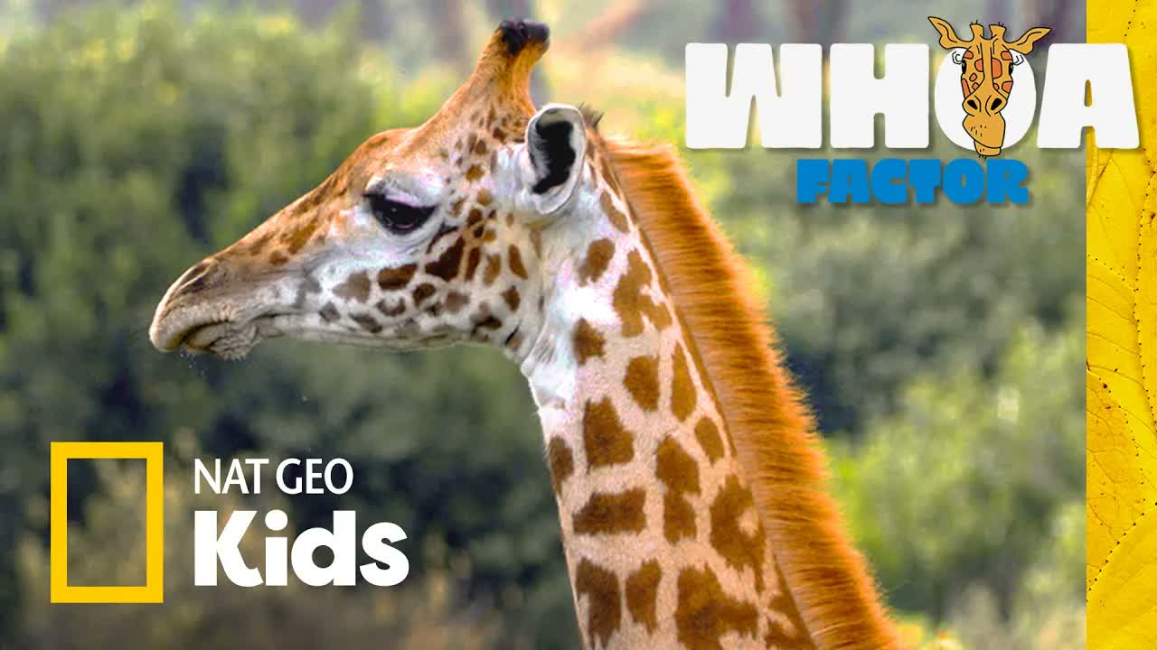 Lion vs. Giraffe vs. Zebra! | Whoa Factor | Nat Geo Kids