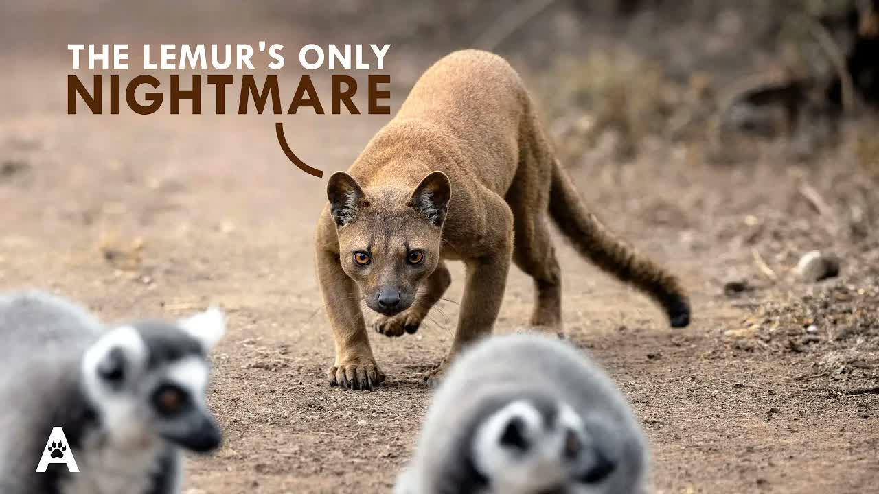 Fossa: The Only Predator That Hunts Every Lemur Species