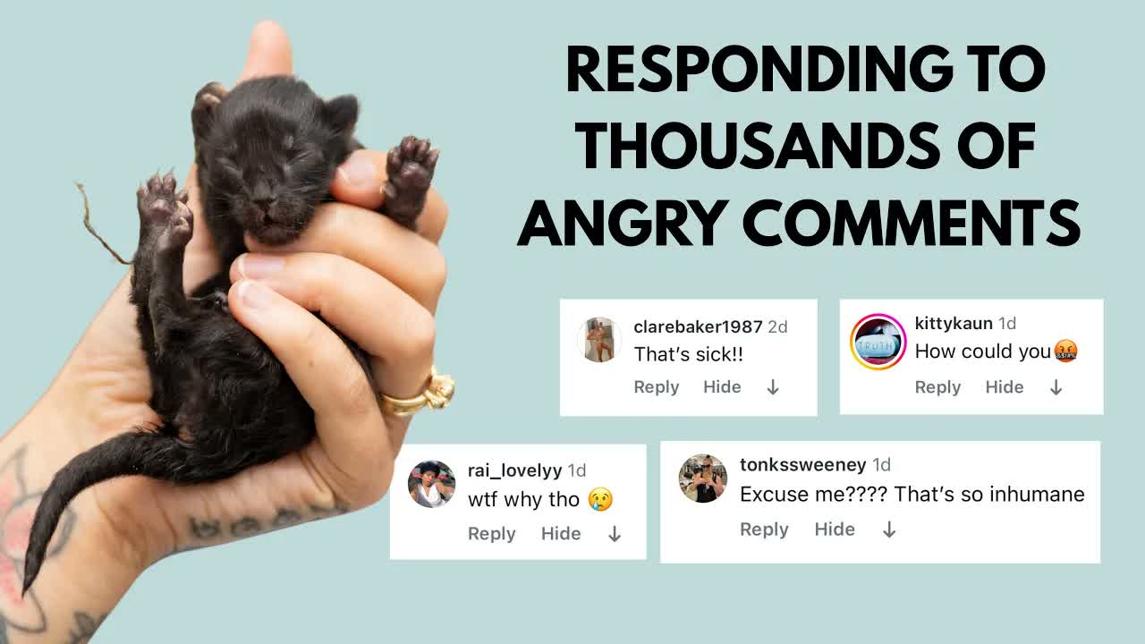 This kitten video upset a lot of people...and I'm glad it did! (Not graphic; just honest)