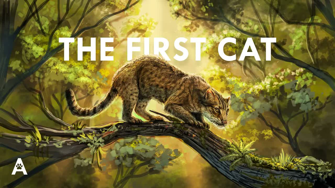 How Every Cat Species Evolved in Just Millions of Years