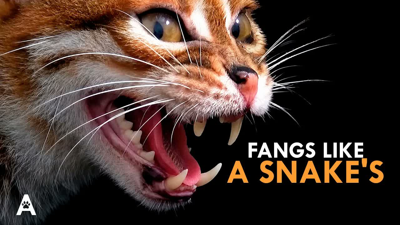 The Cat With Fangs Built Like a Snake's