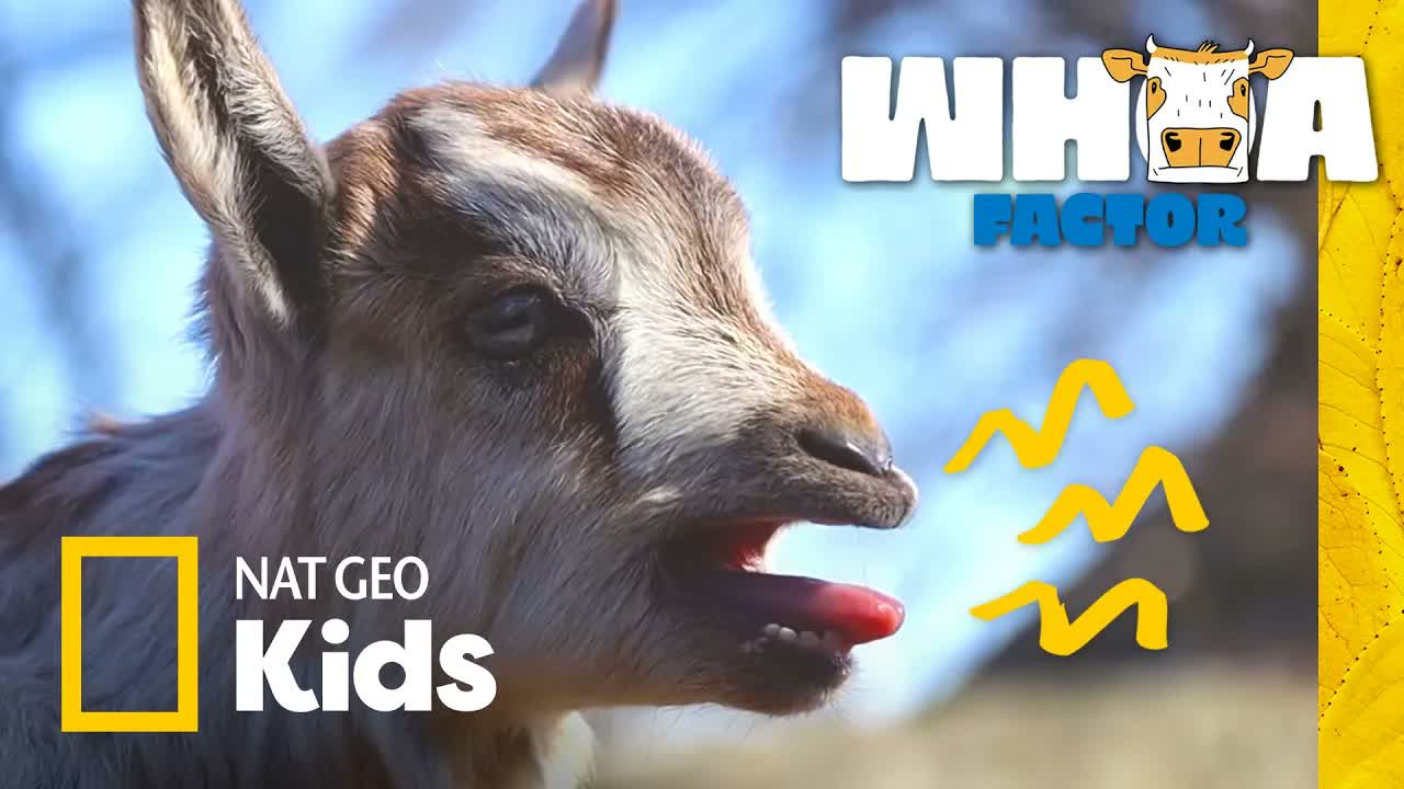 Pigs vs. Cows vs. Goats: Barnyard Showdown! | Whoa Factor | Nat Geo Kids