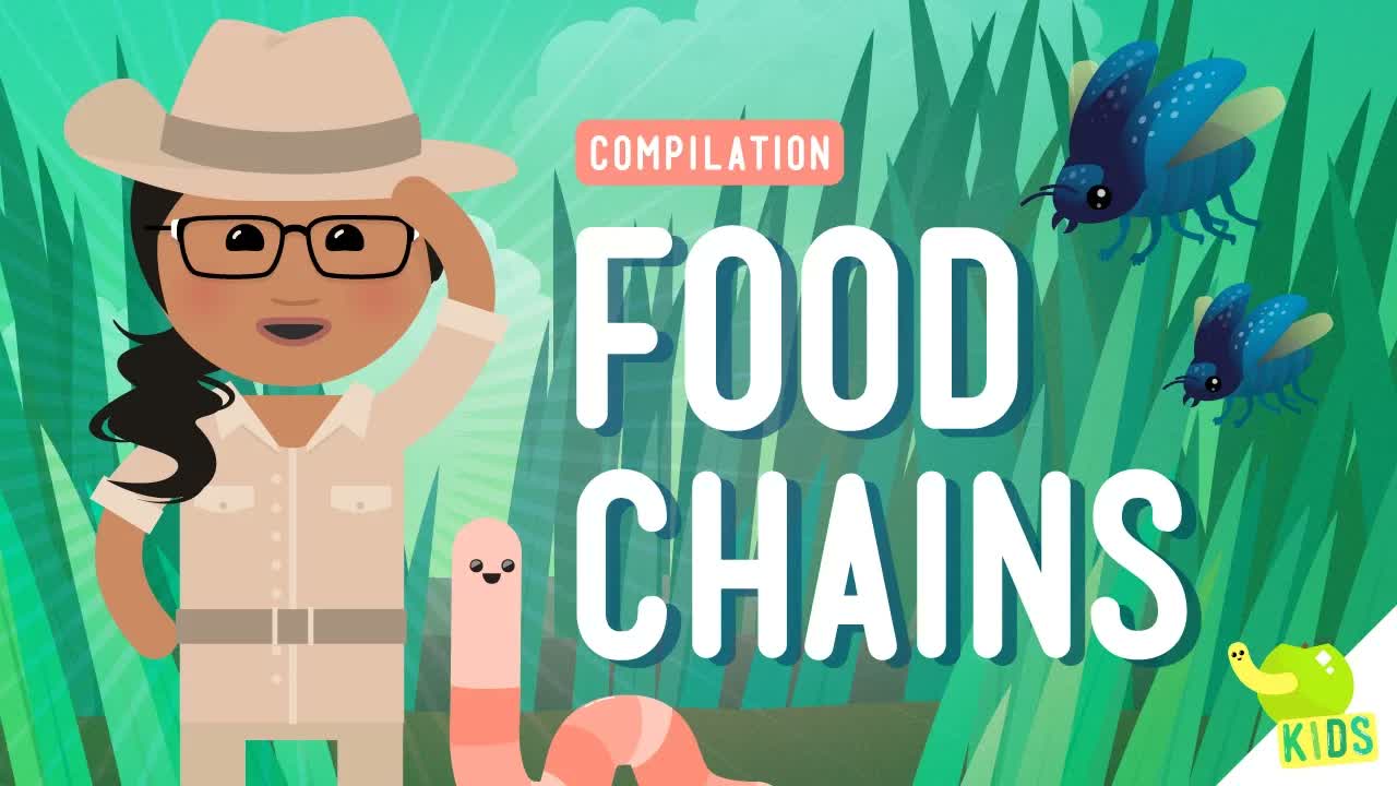 Food Chains Compilation: Crash Course Kids