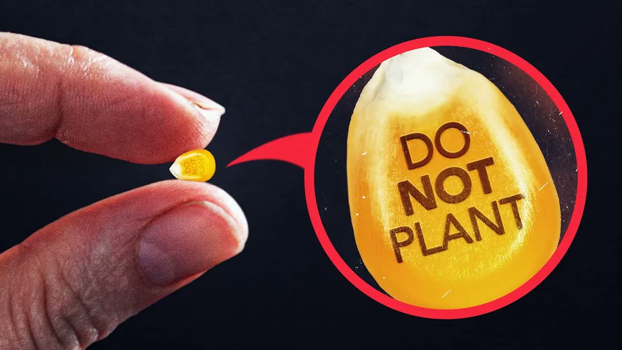 Why Farmers Can't Legally Replant Their Own Seeds