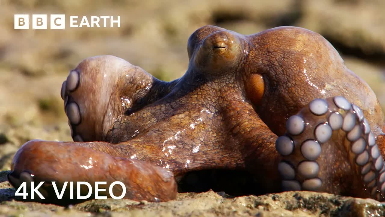 Nature's Wildest Hunters Narrated by Sir David Attenborough | 4K UHD | BBC Earth