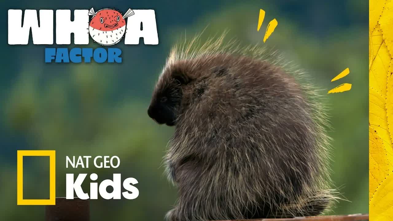 Watch Out for Spikes: Porcupine vs. Cactus! | Whoa Factor | Nat Geo Kids