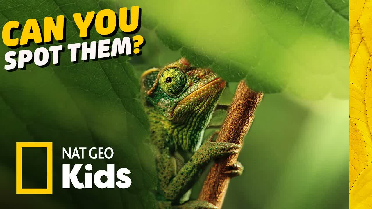 Nature's Ultimate Hide & Seek Masters! 🦎 Can You Spot Them All? | Nat Geo Kids