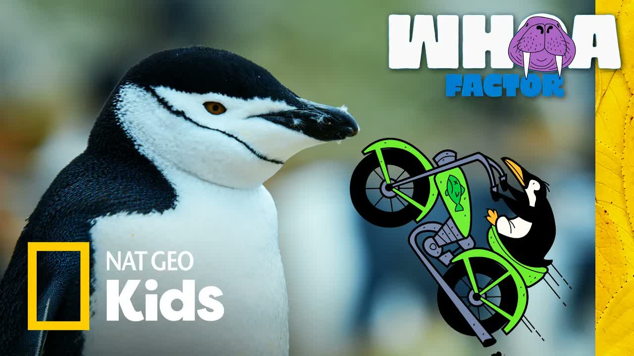 Penguin vs. Penguin: Battle of the Coolest! | Whoa Factor | Nat Geo Kids