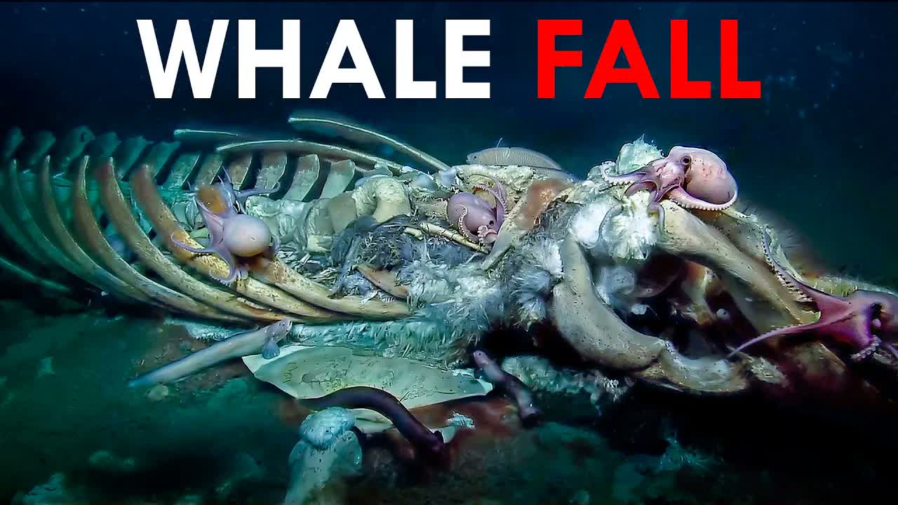 When a Whale Dies, This Ecosystem Comes Alive