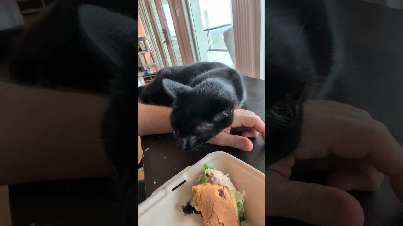 Giving Clinton the cat the best life