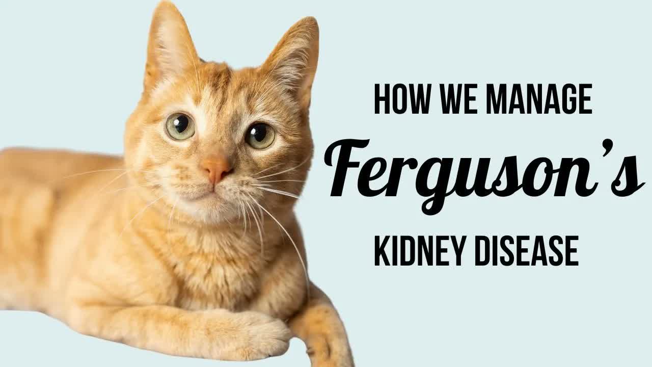 How We Manage Ferguson’s Kidney Disease (meds, monitoring and more!)
