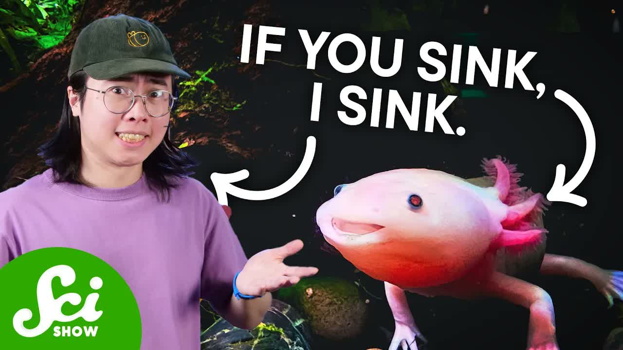 Axolotls Are In Danger. Here's Why That's Bad For YOU.