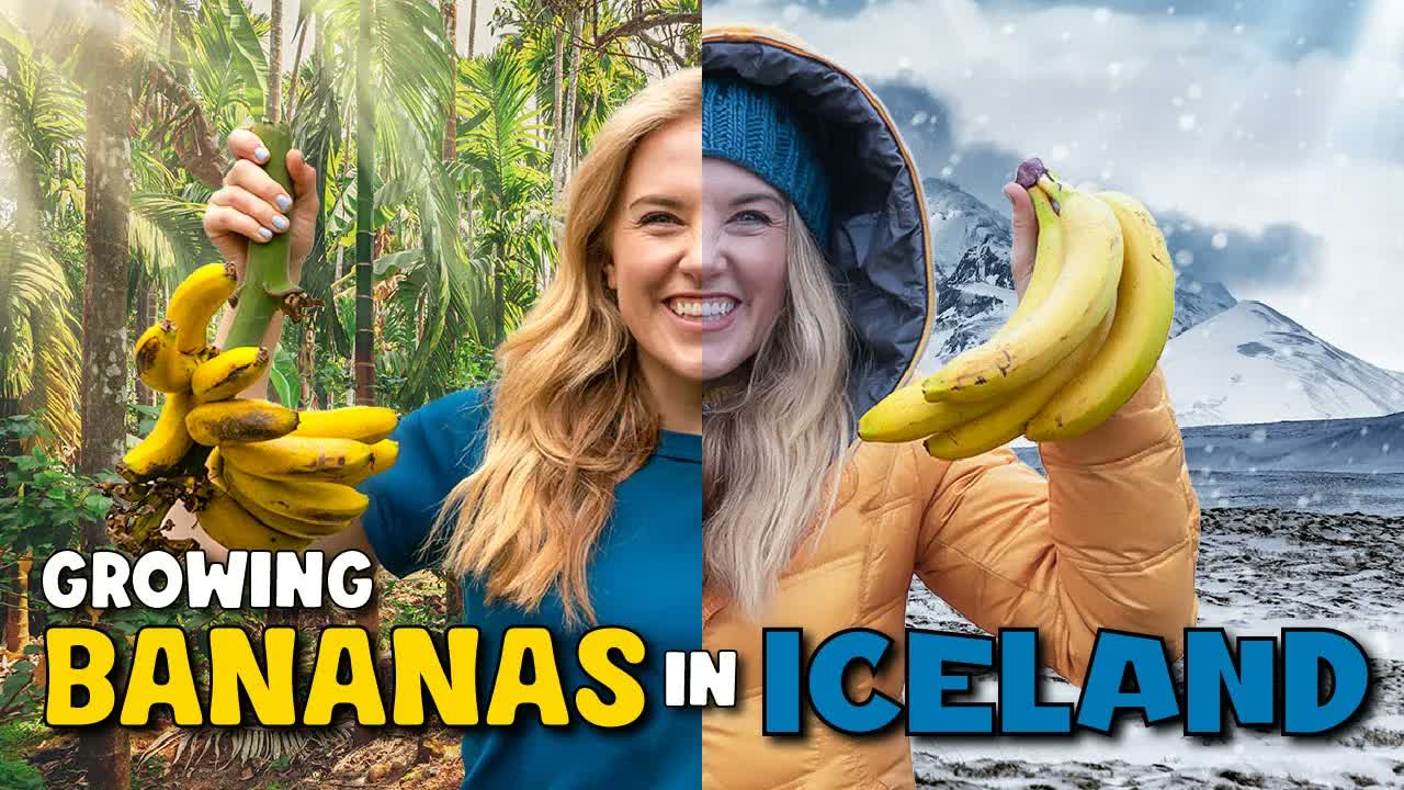 How do BANANAS grow...in ICELAND?! | Maddie Moate