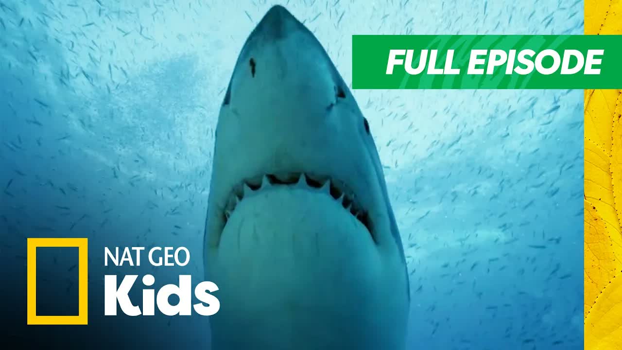 These Sharks are Closer Than You Think 😱 | Full Episode | SHARKFEST 🦈 | Nat Geo Kids