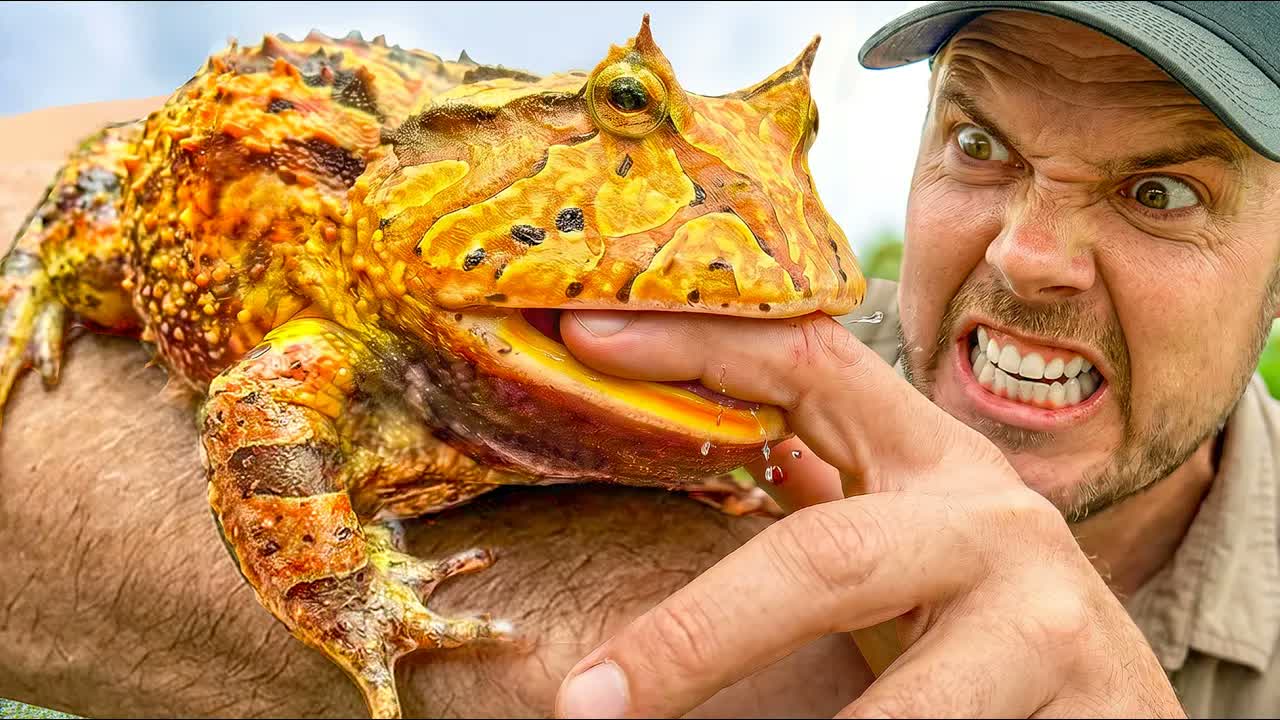 Catching the Pac-Man Frog that Eats EVERYTHING!