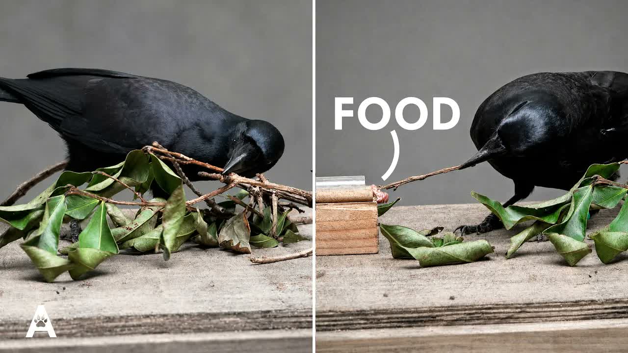 This Crow Solved a Puzzle With a Fake Decoy Tool