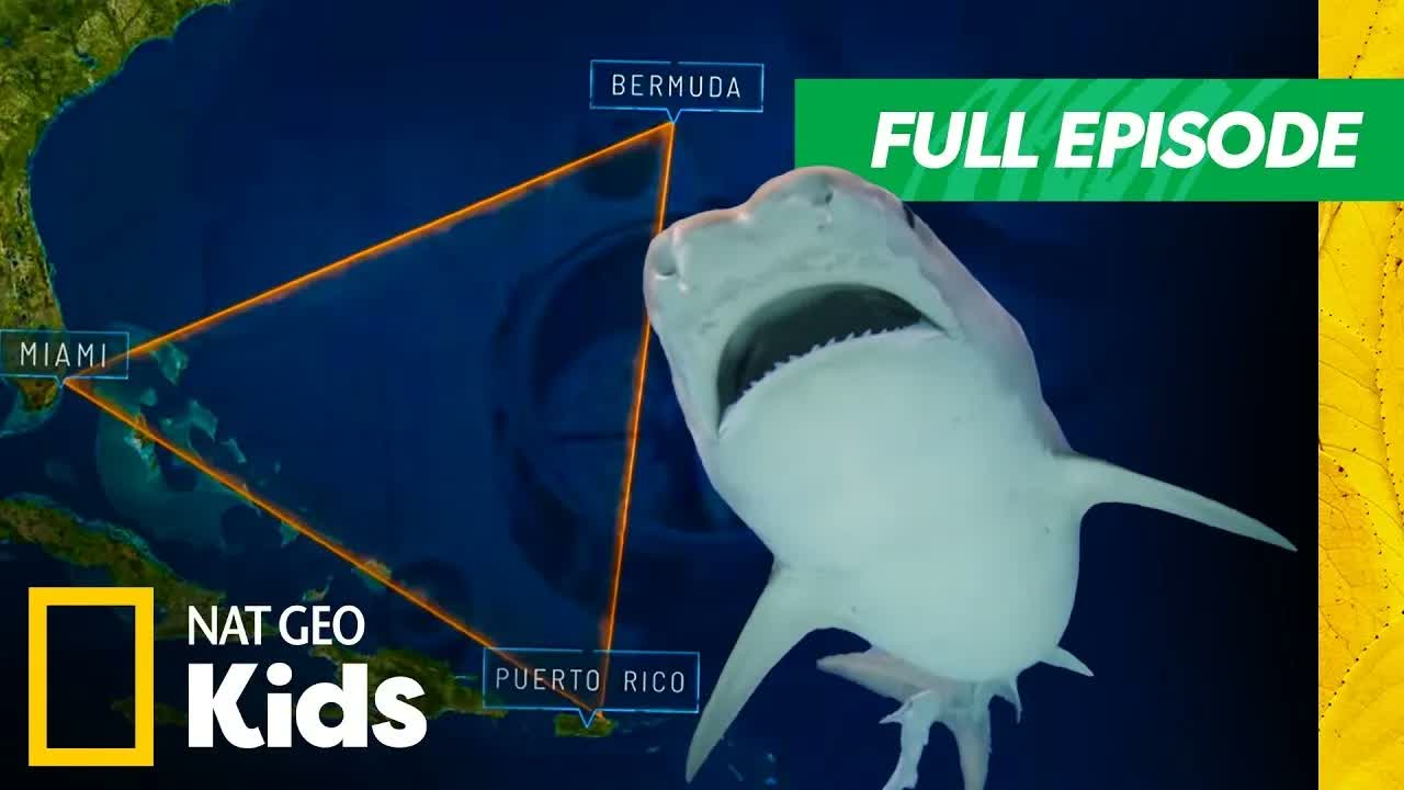 Mystery of the Sharks in the Bermuda Triangle 🤔 | Full Episode | SHARKFEST 🦈 | Nat Geo Kids