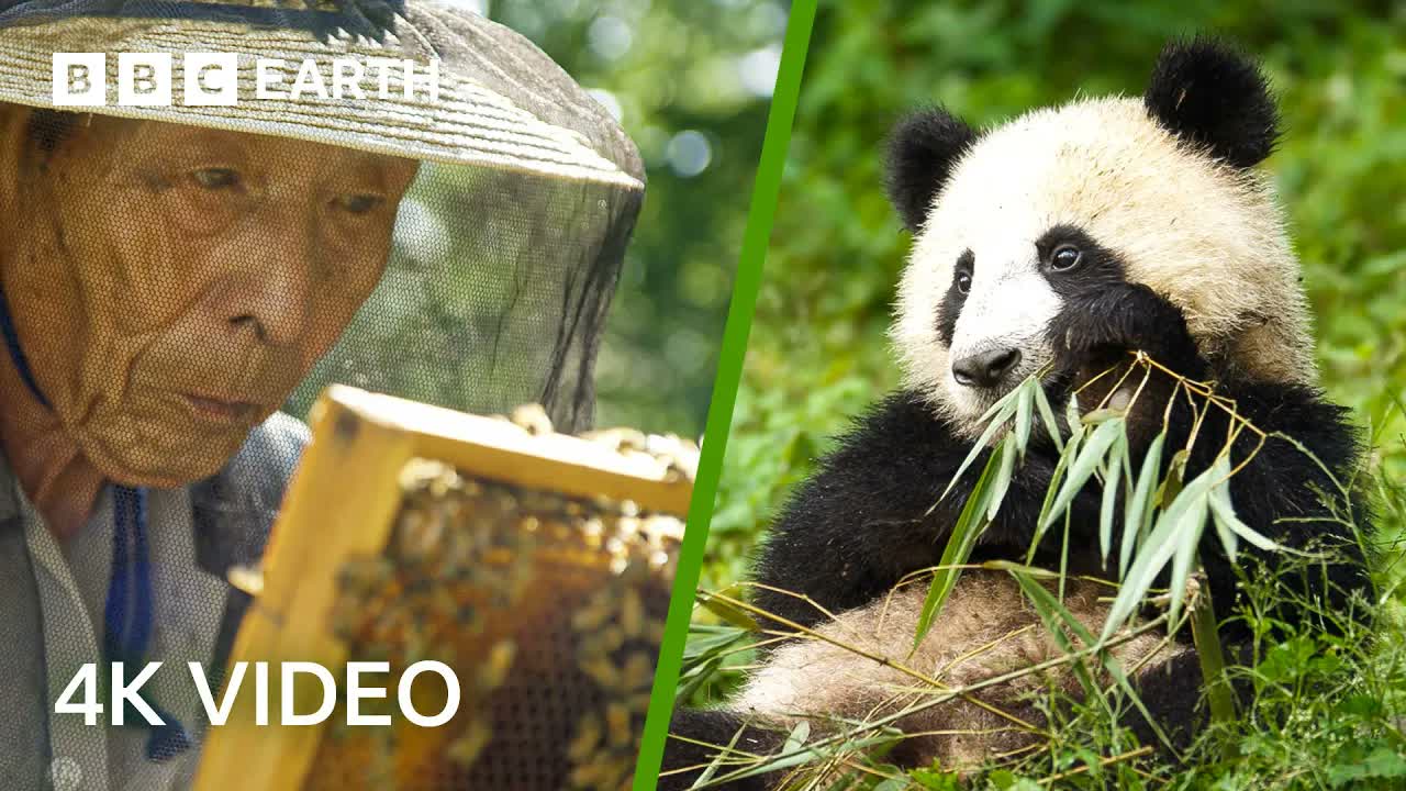 Wildlife Of Japan & China In 4K | BBC Earth