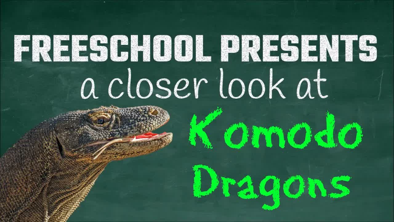 Parthenogenesis, Venom Glands and More: FreeSchool Presents a Closer Look at Komodo Dragons
