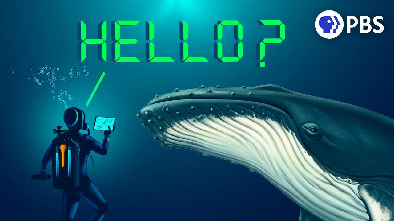 AI Might Let Us Talk to Whales… What Should We Say?