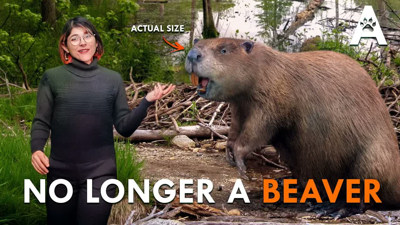 This "Beaver" Broke Every Rule of Being a Beaver