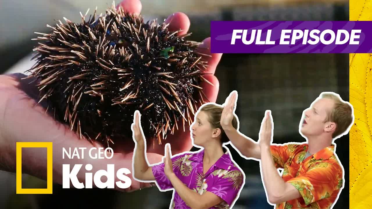 Weird But True Full Episode | Ocean Friends, Not Foes! 🦈🌊 | Nat Geo Kids