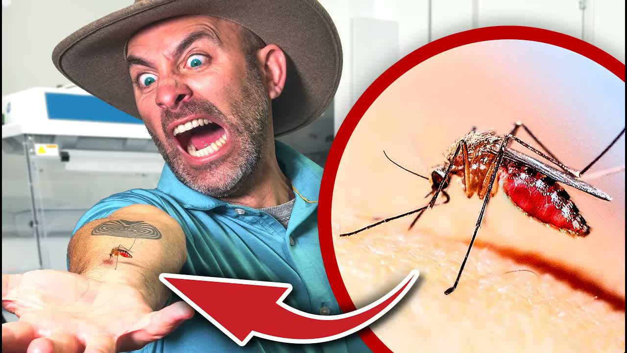 Mosquito Experiment Gone Wrong (Do Not Attempt!)