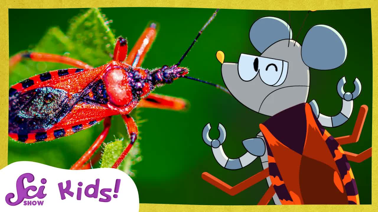 Meet the True Bugs | SciShow Kids