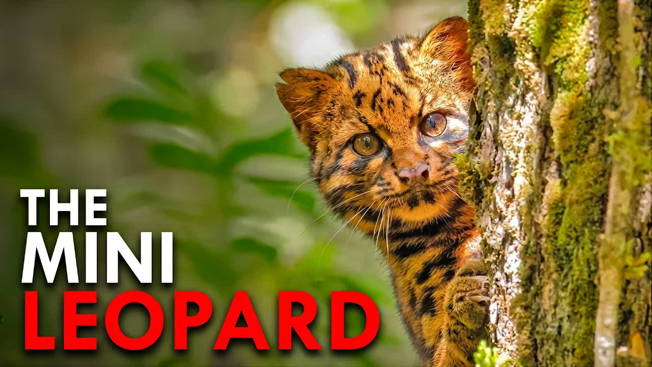 The Most Footage Ever Assembled of the World's Shyest Cat