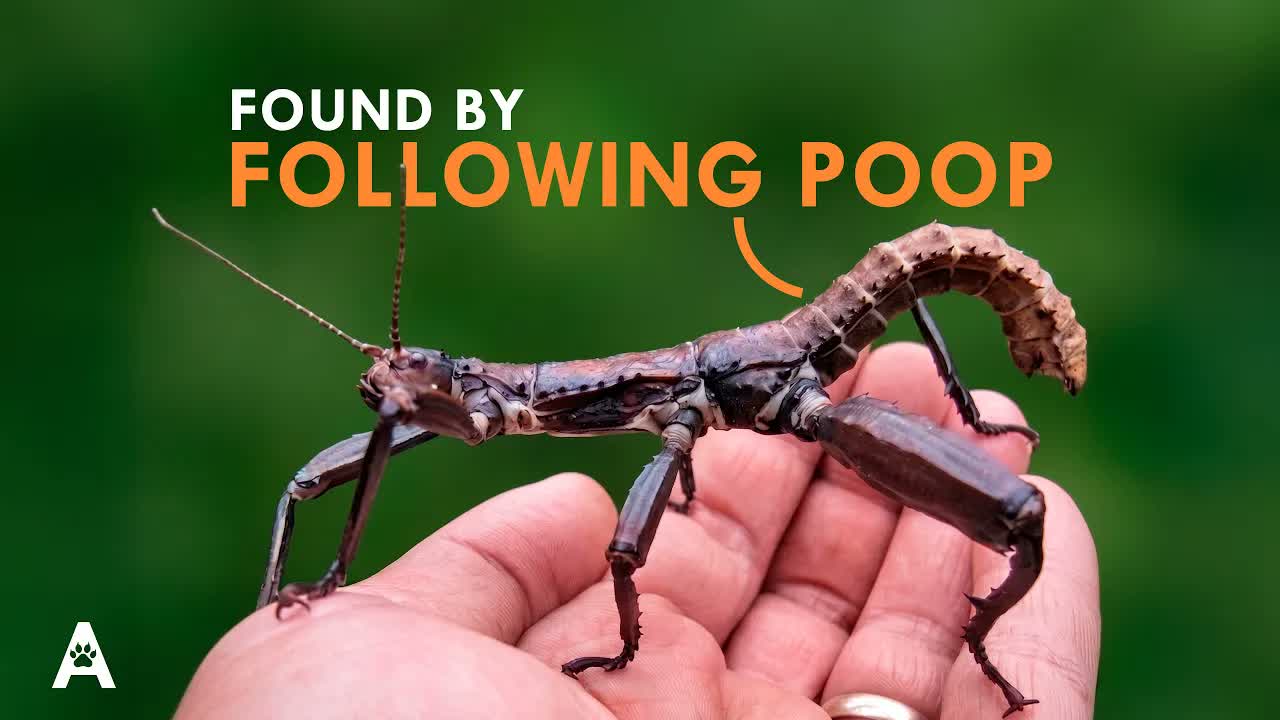 Scientists Found This 'Extinct' Insect by Following Its Poop